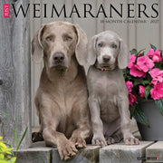 Weimaraners 2027 Wall By Willow Creek Press
