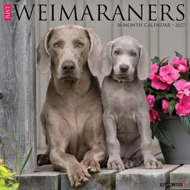 Weimaraners 2027 Wall By Willow Creek Press