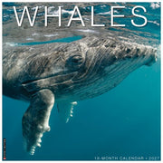 Whales 2027 Wall By Willow Creek Press