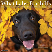 What Labs Teach Us 2027 Wall By Willow Creek Press