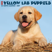 Yellow Lab Puppies 2027 Wall By Willow Creek Press