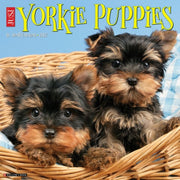 Yorkie Puppies 2027 Wall By Willow Creek Press
