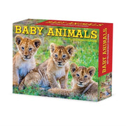 Baby Animals 2027 Box By Willow Creek Press