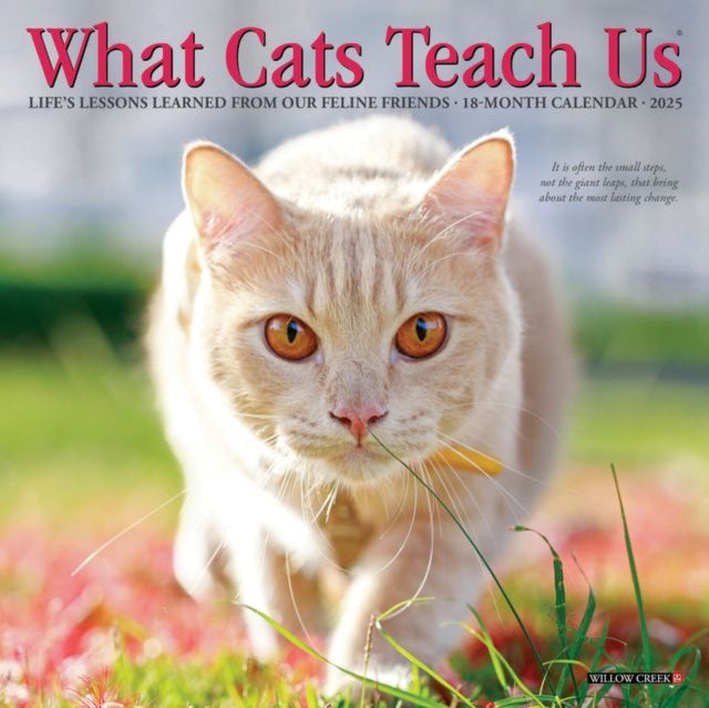 What Cats Teach Us 2027 Mini By Willow Creek Press