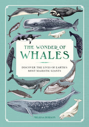 Wonder Of Whales By Hobson, Melissa
