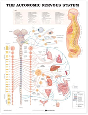 Autonomic Nervous System Pl15