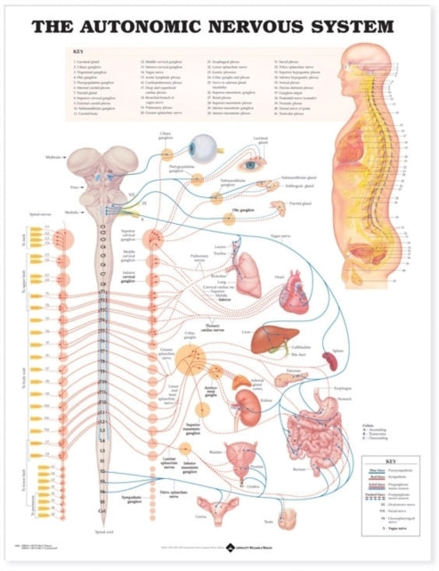 Autonomic Nervous System Pl15