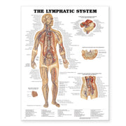 Lymphatic System Pl15 Laminated