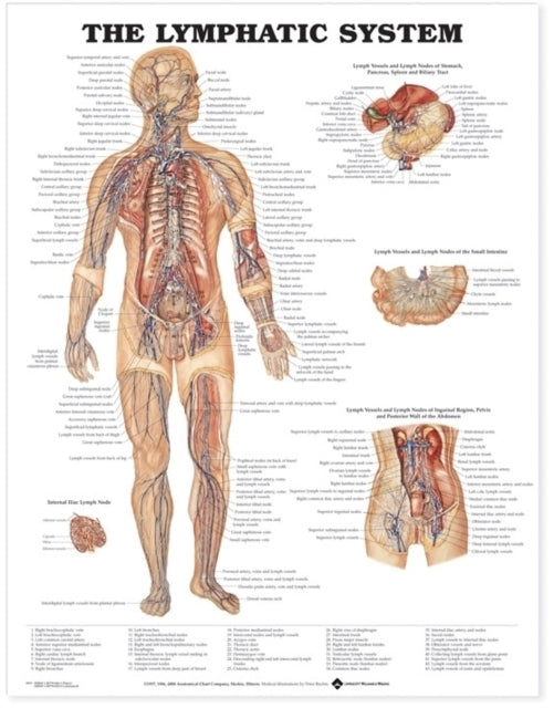 Lymphatic System