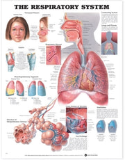 Respiratory System Pu