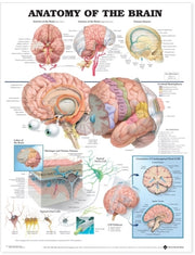 Anatomy Of The Brain