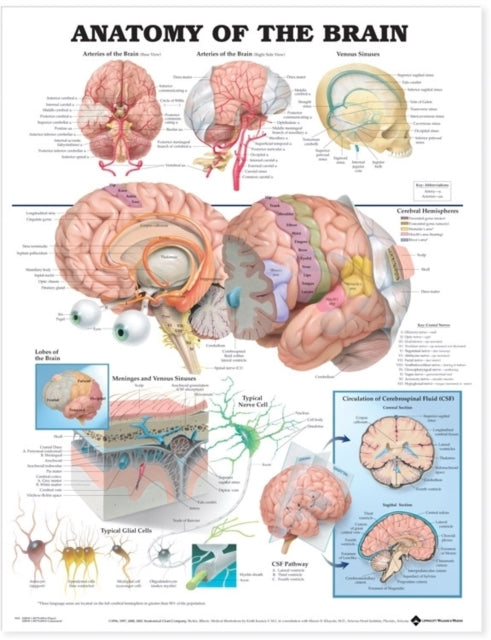 Anatomy Of The Brain