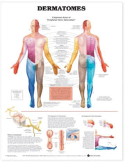 Dermatomes