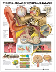 Ear