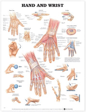 Hand & Wrist Anatomical Chart Paper Char