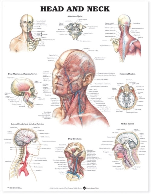 Head & Neck Pl15 Laminated