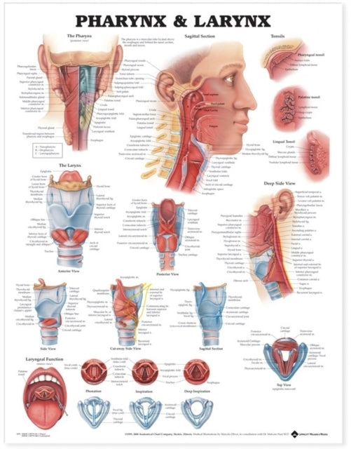 Pharynx & Larynx