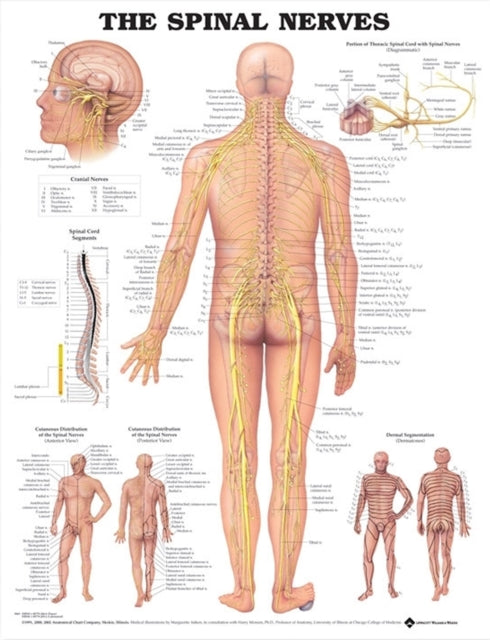Spinal Nerves