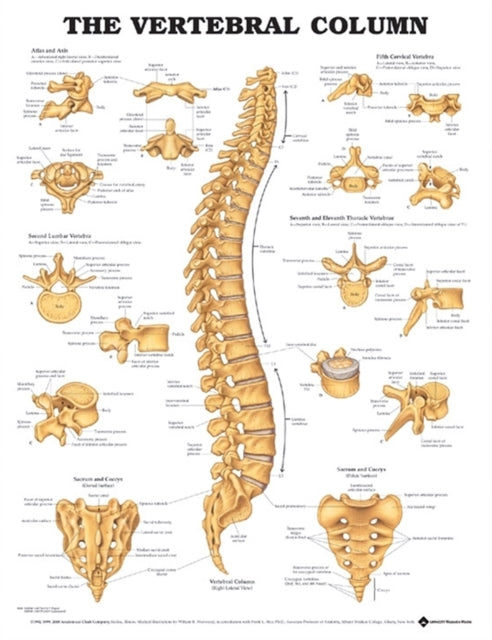 Vertebral Column