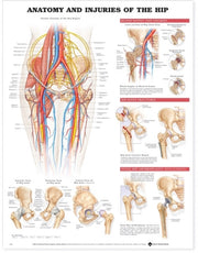 Anatomy Injuries Hip Pu