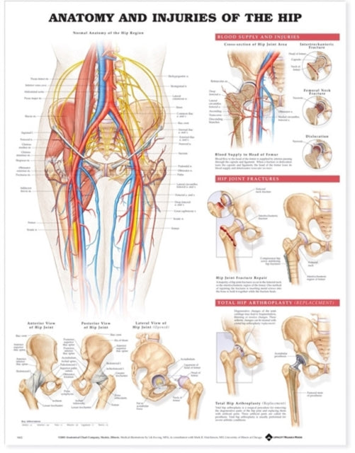 Anatomy Injuries Hip Pu