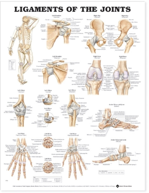 Ligaments Of The Joints