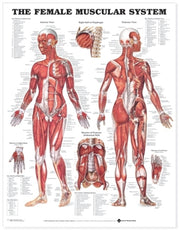 Female Muscular System