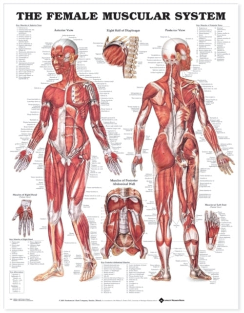 Female Muscular System