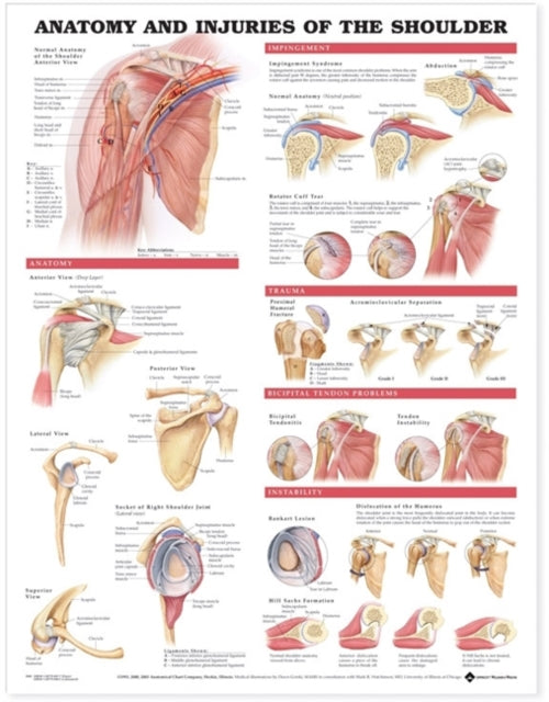 Anatomy Injuries Shoulder