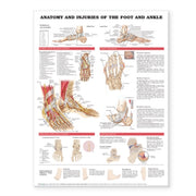 Anatomy & Injuries Of The Foot & Ankle A By Anatomical Chart Com