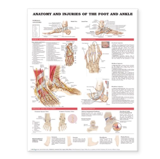 Anatomy & Injuries Of The Foot & Ankle A By Anatomical Chart Com