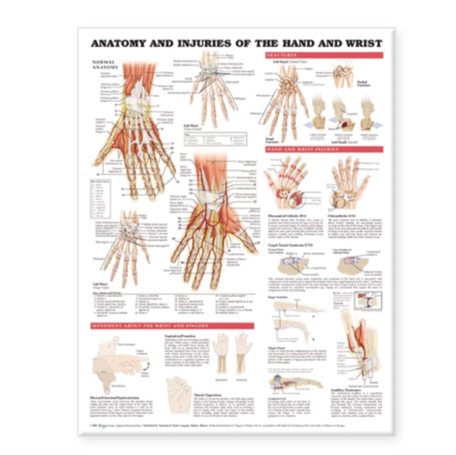 Anatomy & Injuries Of The Hand & Wrist A