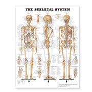 Skeletal System Giant Chart Laminated