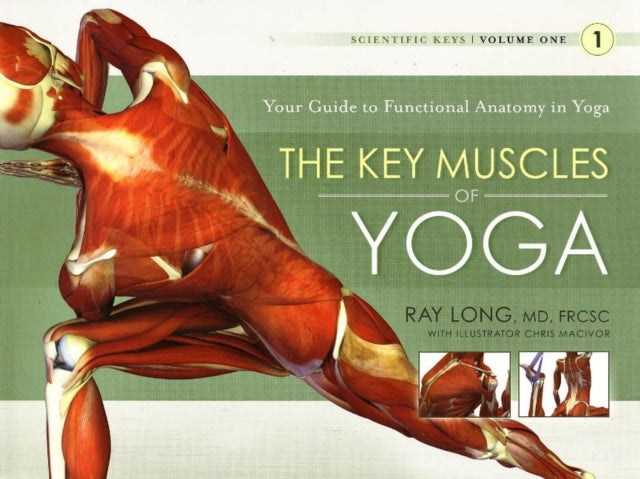 Key Muscles Of Yoga