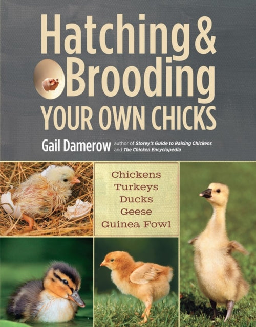 Hatching & Brooding Your Chicks