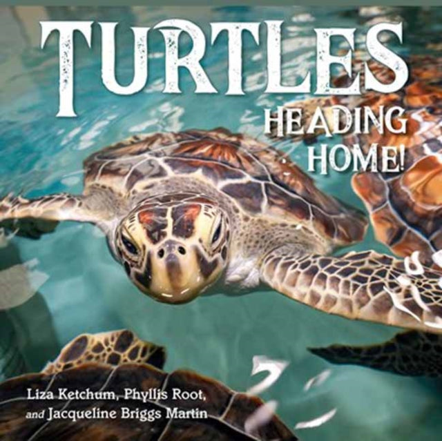 Turtles Heading Home