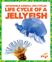 Life Cycle Of A Jellyfish