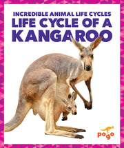 Life Cycle Of A Kangaroo