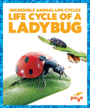 Life Cycle Of A Ladybug