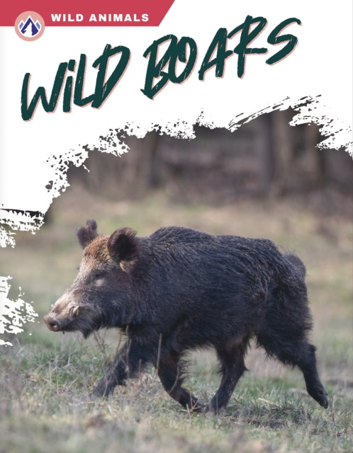 Wild Boars By Libby Wilson