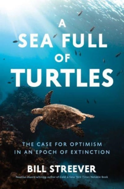 Sea Full Of Turtles