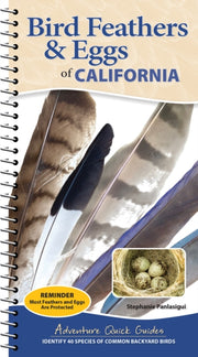 Bird Feathers And Eggs Of California