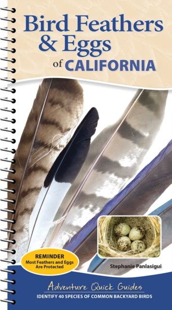 Bird Feathers And Eggs Of California