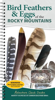 Bird Feathers And Eggs Of The Rocky Mou