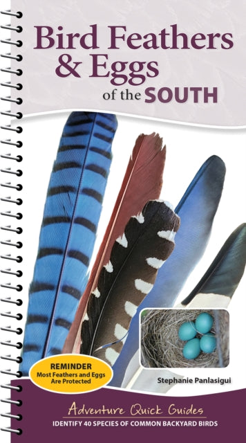 Bird Feathers And Eggs Of The South