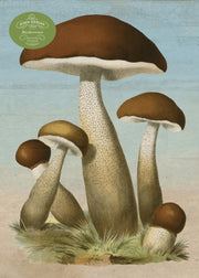 John Derian Paper Goods Mushrooms 1000pi