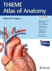 Internal Organs