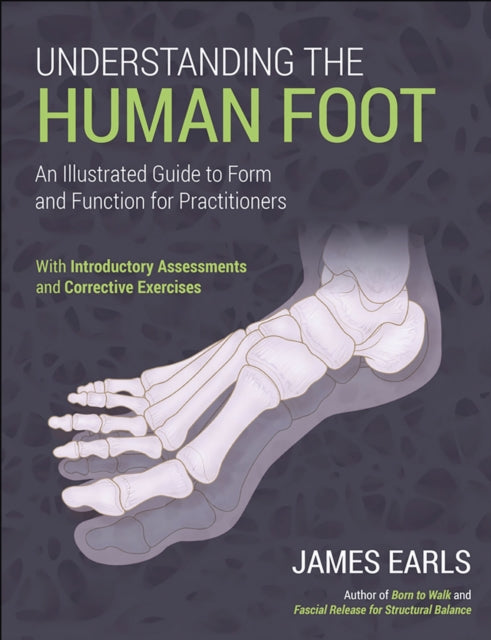 Understanding The Human Foot