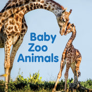 Baby Zoo Animals Board Book