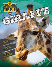 Giraffe By Lesley, John